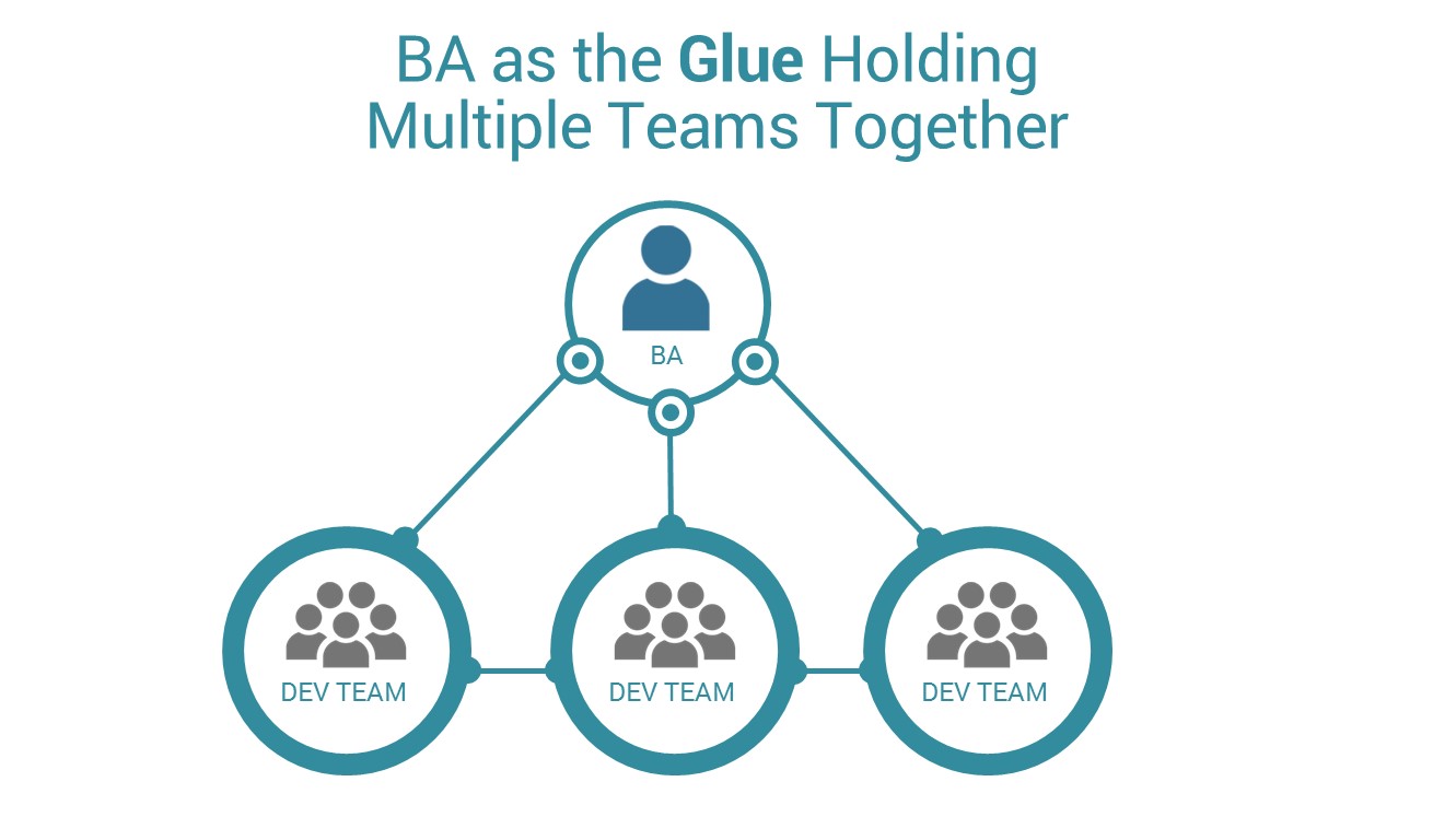 Business analyst as the glue